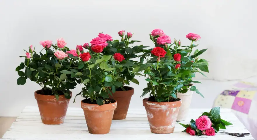 Mehrere Topfrosen in Rot und Rosa blühen üppig. Ein idealer rosen standort für diese Schönheiten.