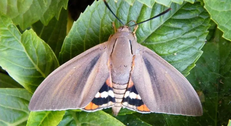 Mariposa **Paysandisia** con alas marrones y detalles naranjas, blancas y negras, posada sobre hojas verdes.