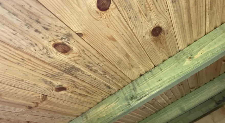 Mögel på träpanelen i en friggebod, troligen på grund av bristande ventilation.