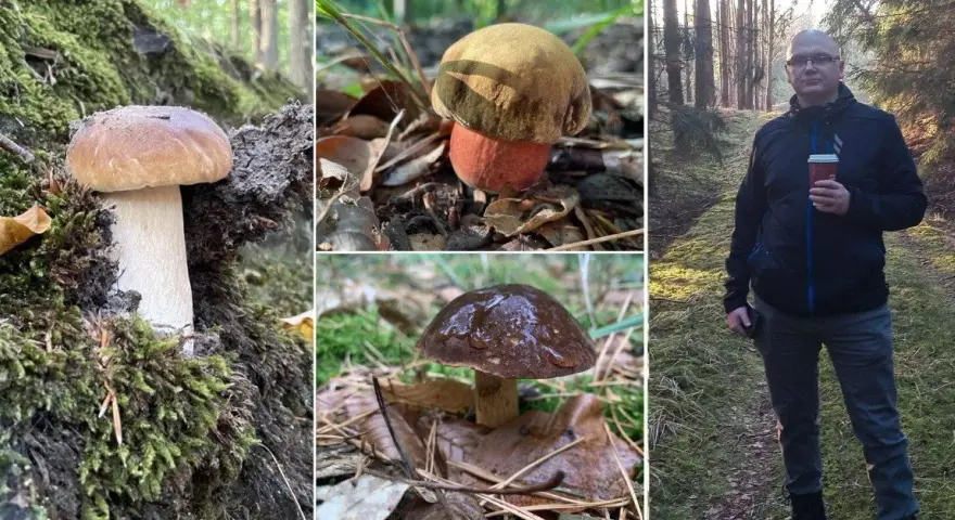 Grzyby Szczecin: Puszcza Bukowa i inne miejsca przewodnik grzybiarza