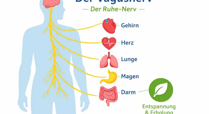 Der Vagusnerv, Teil des peripheren Nervensystems, verbindet Gehirn, Herz, Lunge, Magen und Darm für Entspannung.