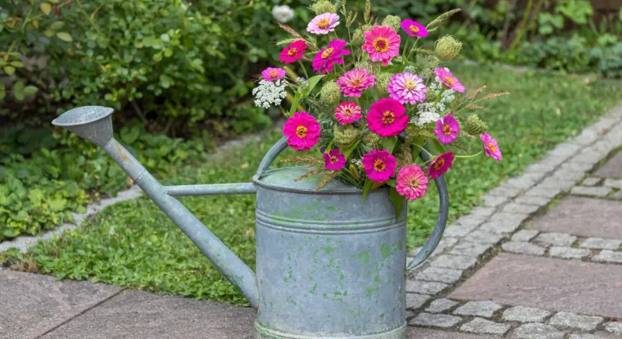 Ein Strauß bunter Zinnien in einer alten Gießkanne, die als dekorativer Blickfang dient. Der ideale Zinnien Standort ist sonnig.