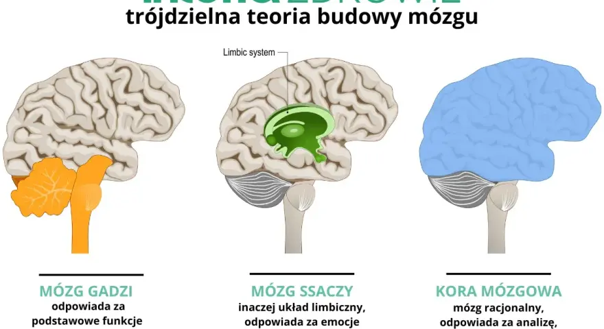 Ilustracja pokazuje ewolucję mózgu: mózg gadzi (podstawowe funkcje), mózg ssaczy (emocje) i kora mózgowa (rozum).