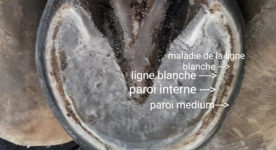 Vue rapprochée d'un pied de cheval montrant la maladie de la ligne blanche, avec des annotations sur la ligne blanche et les parois.