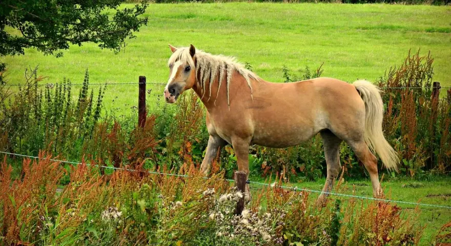 Un poney 1m40, robe alezane, crinière blonde tressée, se tient dans un pré verdoyant, entouré de végétation sauvage.