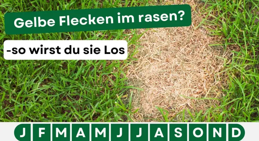 Gelbe Flecken im Rasen? Hier erfährst du, wie du sie loswirst. Der Rasen zeigt einen gesunden grünen Teil und einen trockenen, gelben Bereich.
