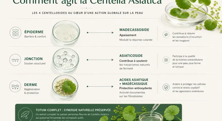Infographie expliquant l'action de la Centella Asiatica sur la peau, détaillant ses centellosides et leurs bienfaits.