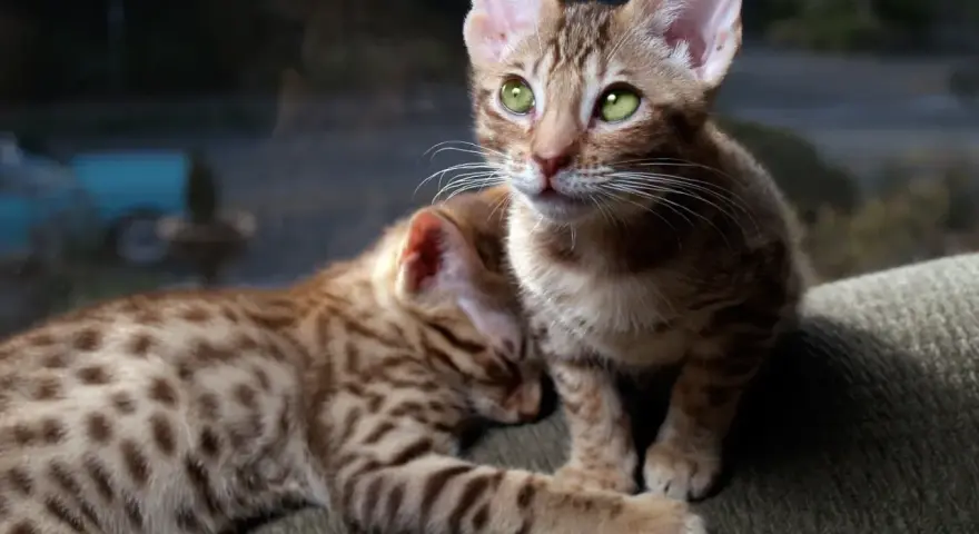 Dwa urocze kociaki rasy Ocicat z zielonymi oczami. Jeden śpi, drugi patrzy w dal. Zastanawiasz się nad ocicat cena?