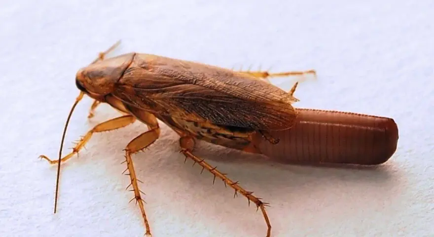 Cucaracha marrón con antenas largas y un ooteca visible en la parte trasera.