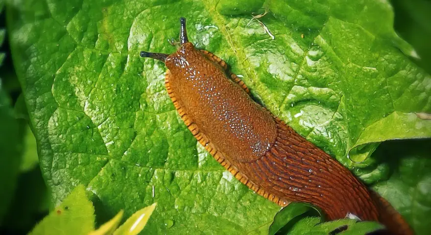 Lumache rosse su foglia verde bagnata.