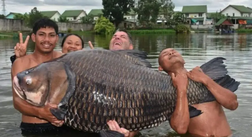 Ein riesiger Karpfen von 280 kg wird von drei glücklichen Anglern im Wasser gehalten.