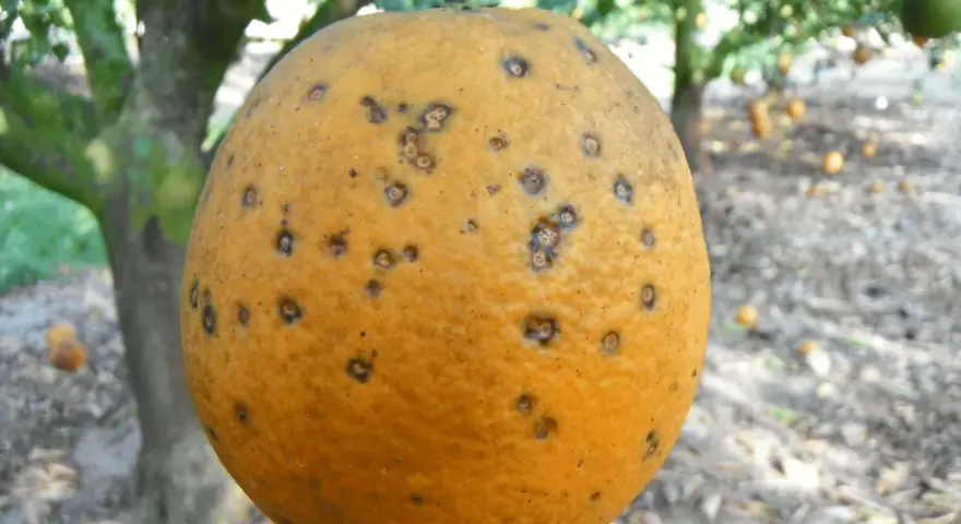 Naranja con manchas oscuras, indicativo de enfermedades de los naranjos. El árbol y otras frutas se ven borrosos al fondo.