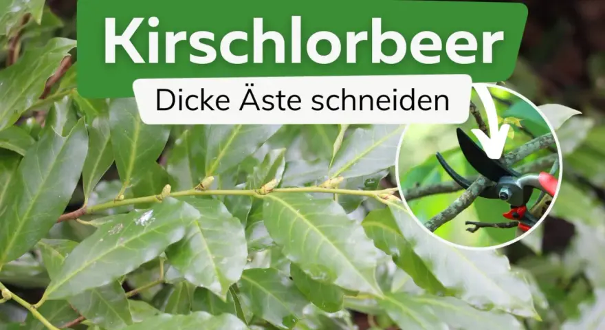Kirschlorbeer: dicke Äste schneiden mit einer Gartenschere.