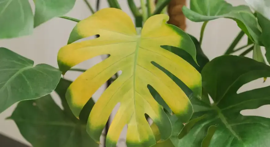 Monstera żółknie, liść traci zielony kolor, stając się jasnożółty.