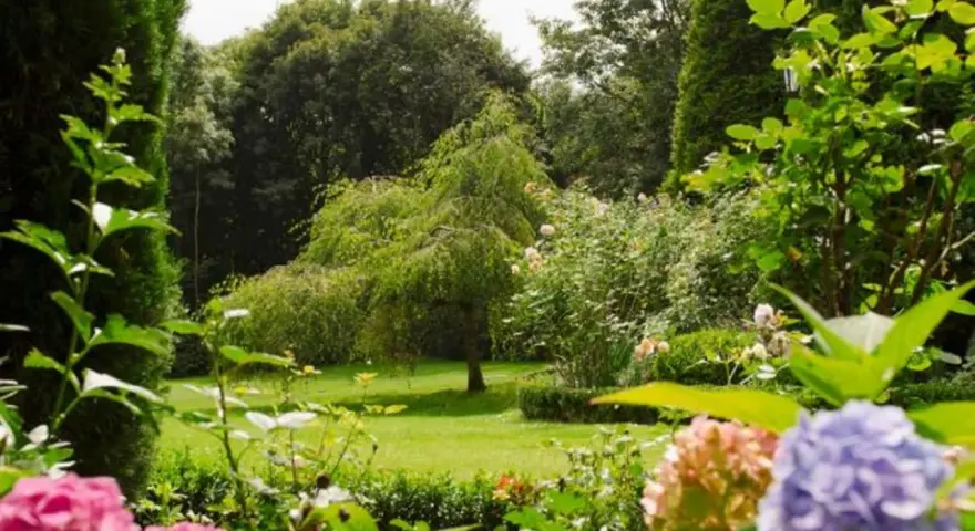 Ein üppiger Garten mit Hängebuche, Rosen und Hortensien. Tolle gartengestaltung tipps für ein Paradies.