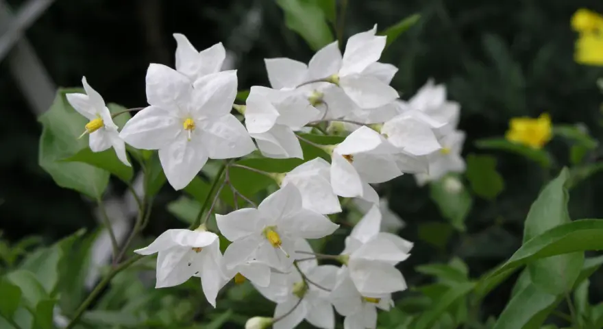 Ein Strauß zarter, weißer Jasmin blumen mit gelben Staubgefäßen, umgeben von grünen Blättern.
