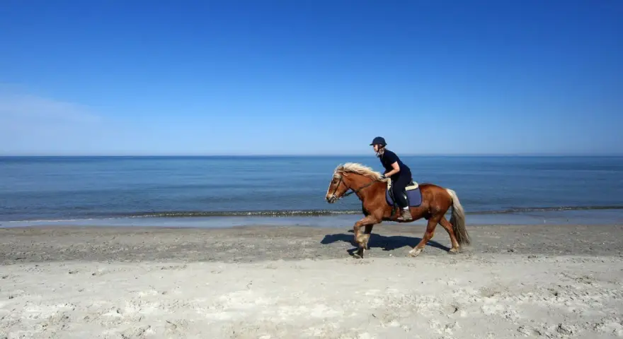 Reiterin auf einem braunen Pferd galoppiert am Strand entlang. Die Sonne scheint, der Himmel ist blau, das Meer glitzert. Ein idyllisches Bild von Pferden am Strand.