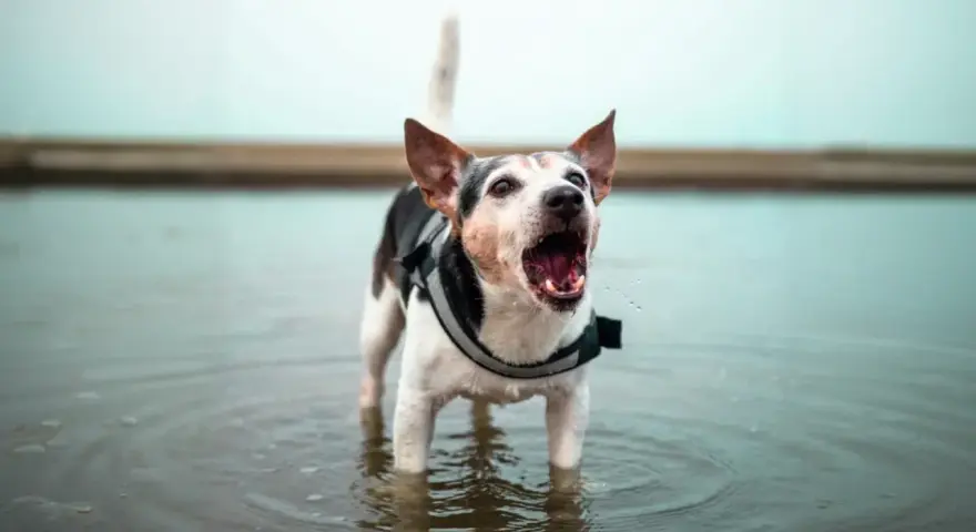 Chien dans l'eau, aboyant fort. Comment faire pour que mon chien arrête d'aboyer ? Ce petit chien semble avoir beaucoup à dire !
