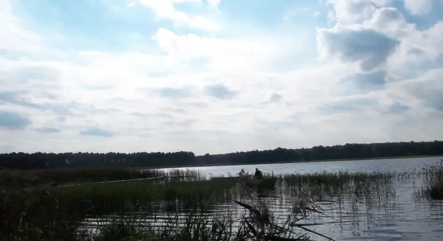 Spokojne jezioro Zagłębocze otoczone lasem, z trzcinami na brzegu i samotnym wędkarzem.