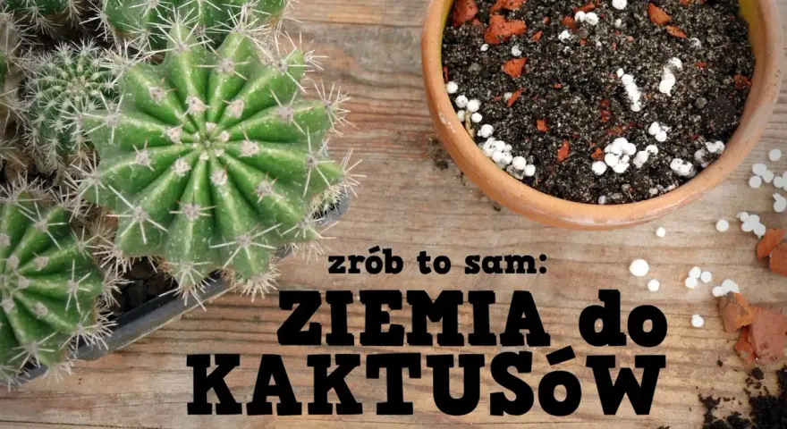 Kaktusy w doniczce i ziemia do kaktusów. Czy ziemia do kaktusów nadaje się do innych kwiatów? Dowiedz się, jak zrobić własną mieszankę.