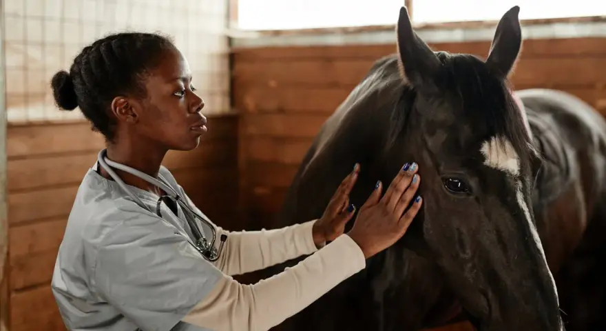 Vétérinaire examinant un cheval, peut-être pour une blessure éperon cheval.