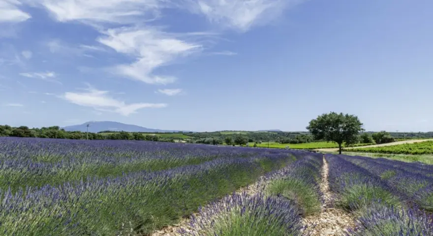 Champ de lavande à perte de vue sous un ciel bleu parsemé de nuages. Un arbre solitaire se dresse au milieu de ce paysage provençal.