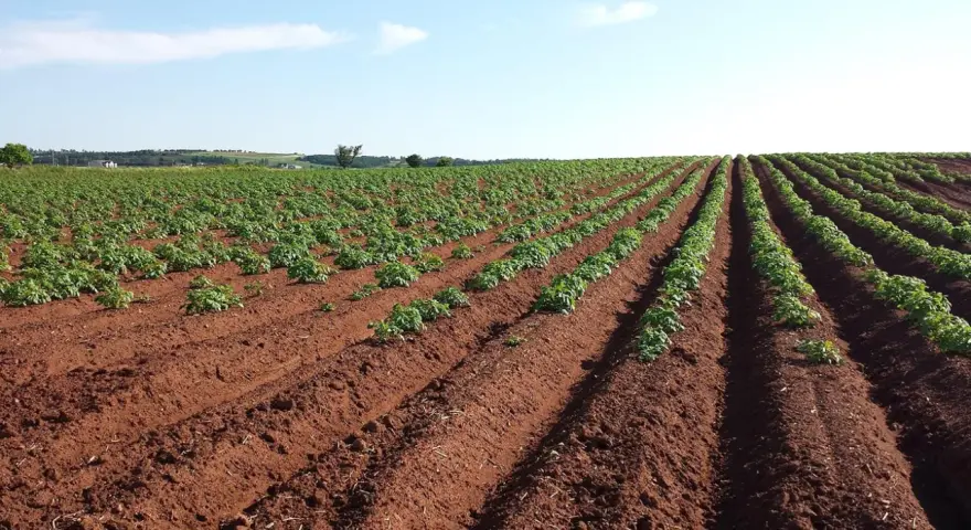 Vasto campo di patate in file ordinate su terreno rossastro. Il terreno fertile suggerisce il miglior concime per patate per una crescita rigogliosa.