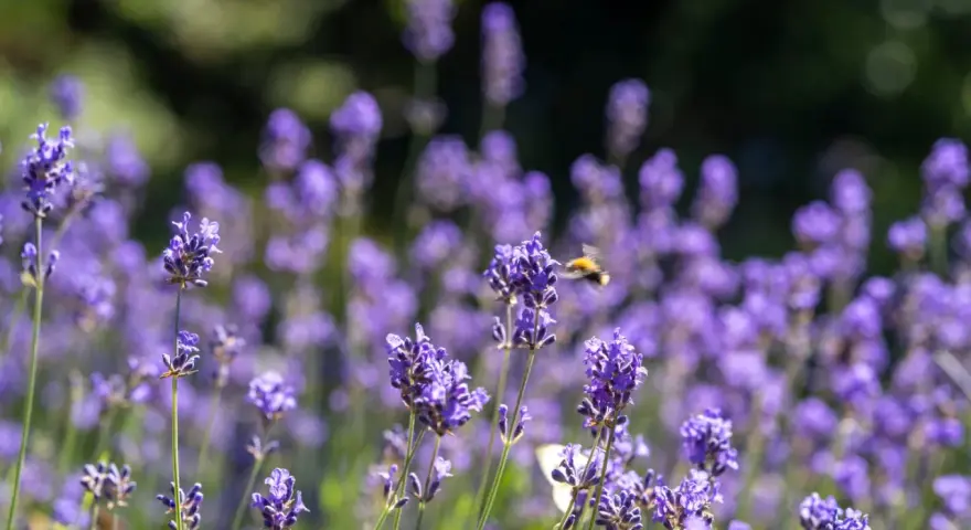 En humla flyger över en fält av lila timjan blomma i solljus.