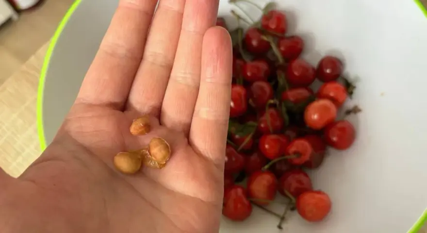 Pestki czereśni w dłoni, gotowe do próby, jak sadzić czereśnie z pestki. W tle miska pełna owoców.