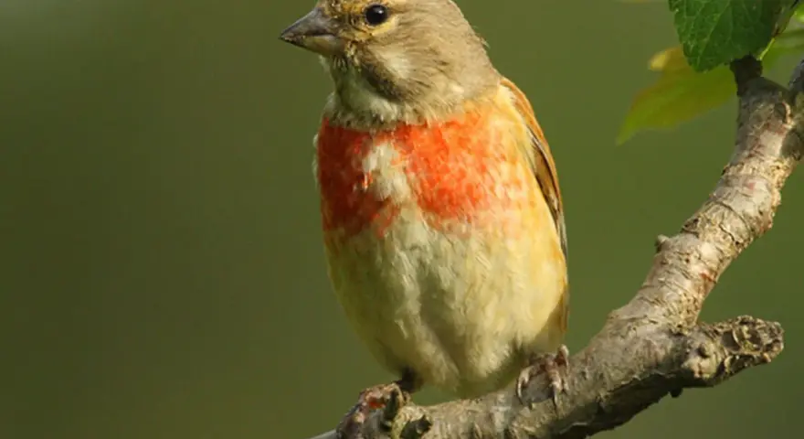 Pájaro pardillo con pecho anaranjado posado en una rama.