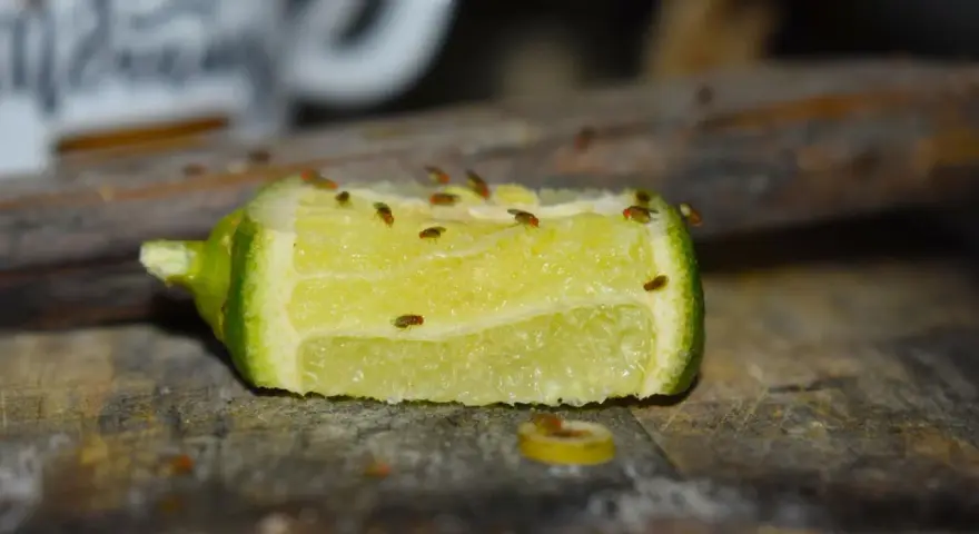 Fruchtfliegen auf einem Limettenstück. Ein Beweis, dass Zitrusfrüchte helfen, was gegen Fruchtfliegen hilft.