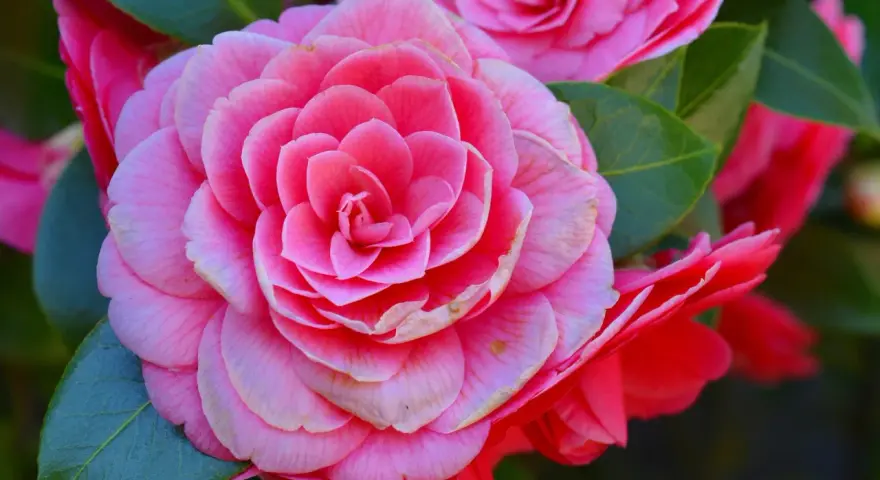 Primer plano de dos tipos de camelias rosadas, una completamente abierta y otra parcialmente visible, rodeadas de hojas verdes.