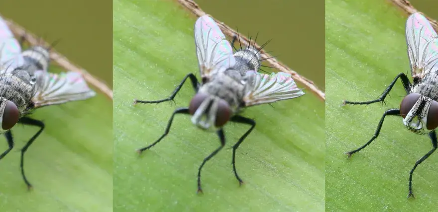 Trzy zbliżenia na muchę na zielonym liściu, ukazujące detale jej oczu i skrzydeł dzięki technice focus stacking.