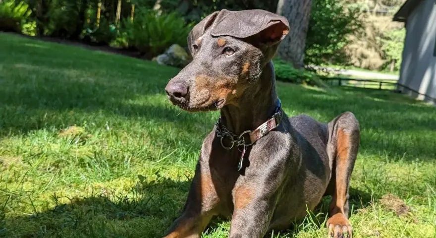 Elegancki doberman niebieski leży na trawie, ciesząc się słońcem. Jego sierść mieni się w promieniach, a uszy są lekko opuszczone.