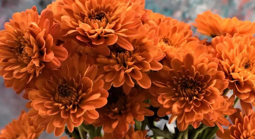 Un ramo de vibrantes flores de noviembre, con pétalos anaranjados que parecen pequeñas llamas.