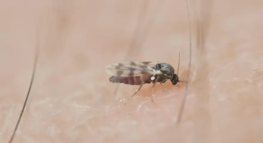 Mały meszek na skórze. Szukasz domowych sposobów na meszki? Ten owad może być uciążliwy.