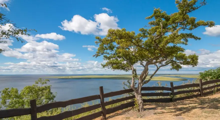 Widok na rozlewiska i łąki, przypominające kształtem delta świny, z drzewem i drewnianym płotem na pierwszym planie.
