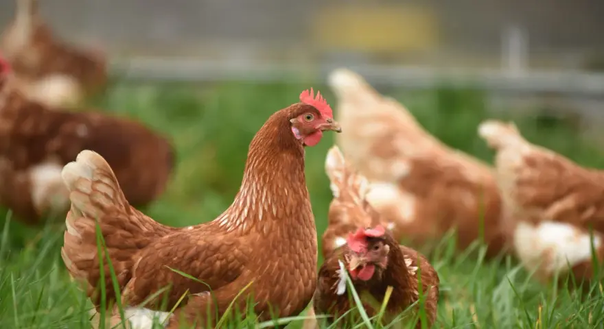 Galline brune in un prato verde, che cercano insetti e semi, mostrando cosa mangiano le galline in natura.