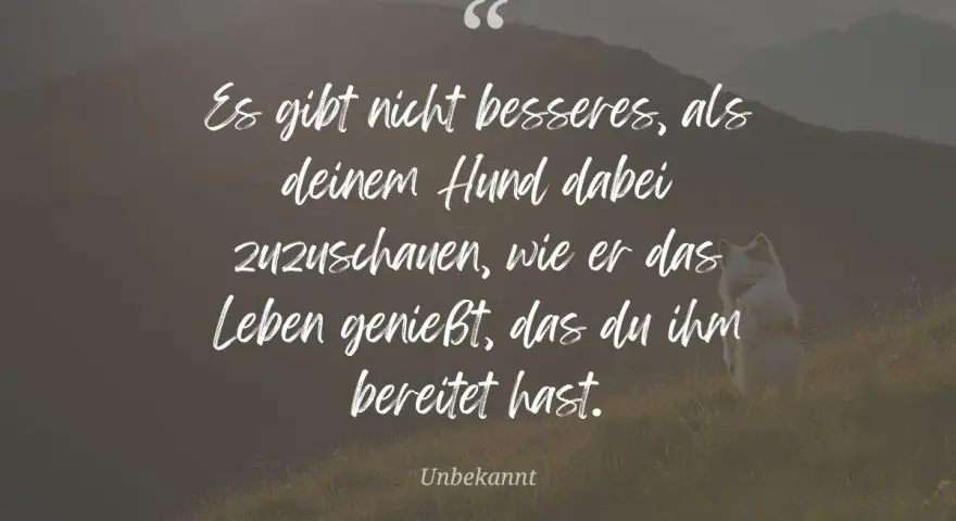 Hund sitzt auf einer Wiese vor Bergkulisse, Zitat über Hunde.