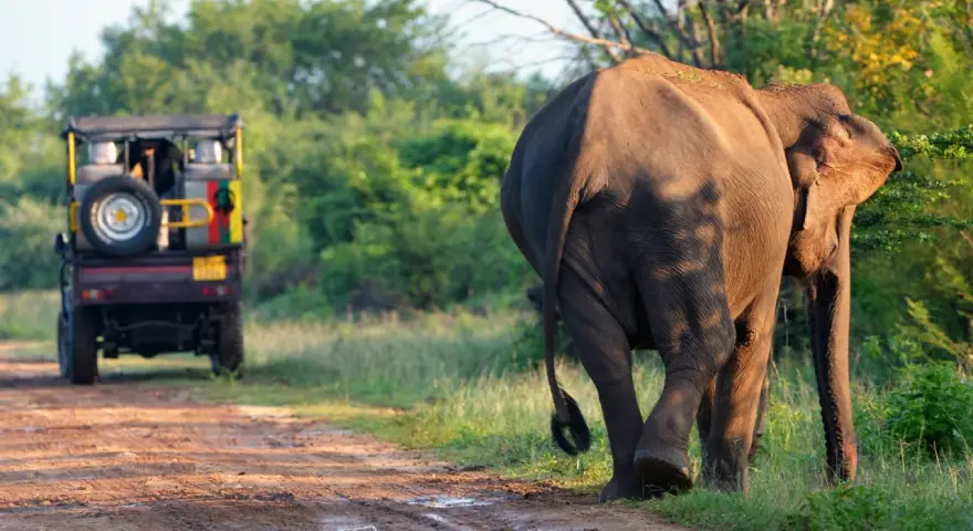 Słoń na Sri Lance, sierpień. Safari jeep na tle zieleni.