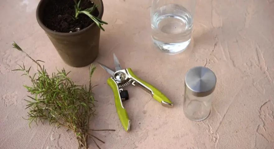 Gathering supplies to learn how to grow rosemary from cuttings: a pot with soil, fresh rosemary sprigs, pruning shears, and water.