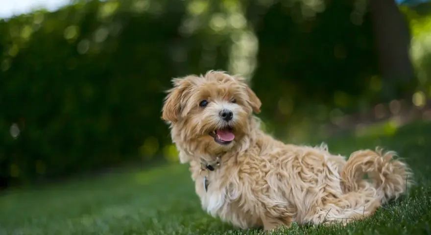 Uroczy, dorosły maltipoo z puszystą, beżową sierścią siedzi na trawie, patrząc w bok z otwartym pyszczkiem.