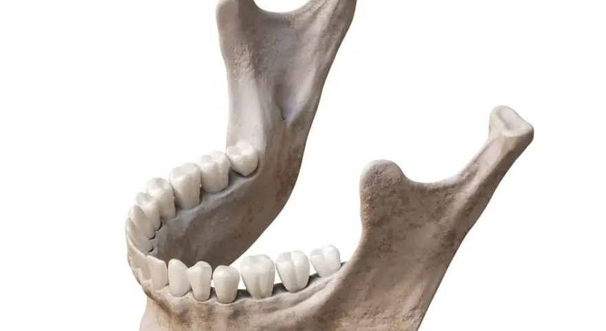 Anatomical model of the human mandible with teeth, isolated on white background.