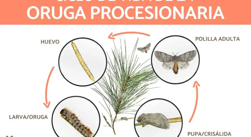 Ciclo de vida de la oruga procesionaria: huevos, larva, pupa y polilla adulta. La imagen muestra las distintas etapas de desarrollo de la oruga procesionaria.