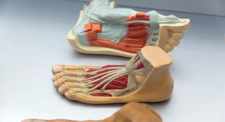 Anatomiska modeller visar fotens delar namn med muskler och senor.