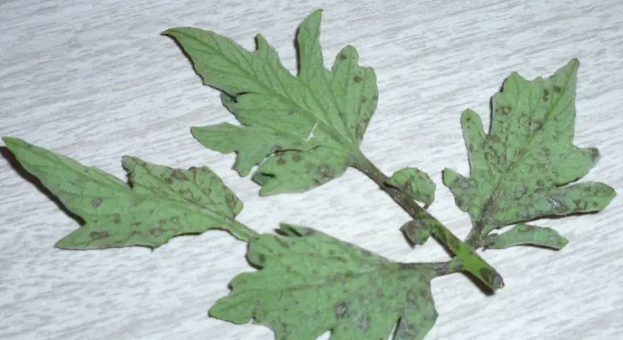 Hojas de tomate con manchas oscuras, indicativo de enfermedad de las hojas del tomate.