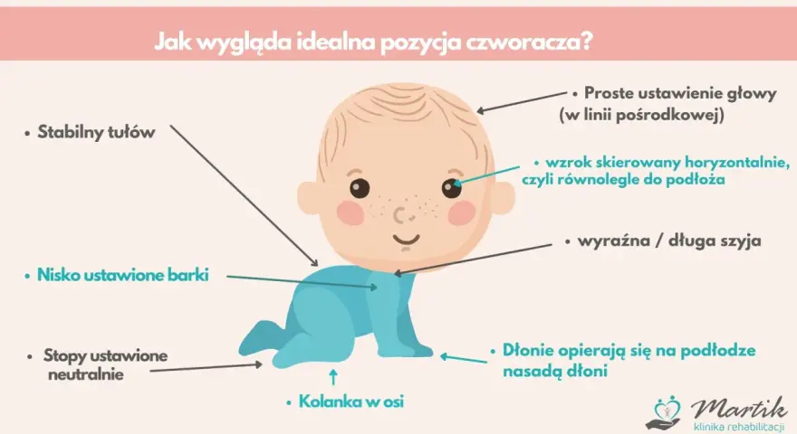 Idealna pozycja czworakowania: stabilny tułów, nisko barki, stopy neutralnie, kolanka w osi, głowa prosto, wzrok poziomo, szyja wyraźna.