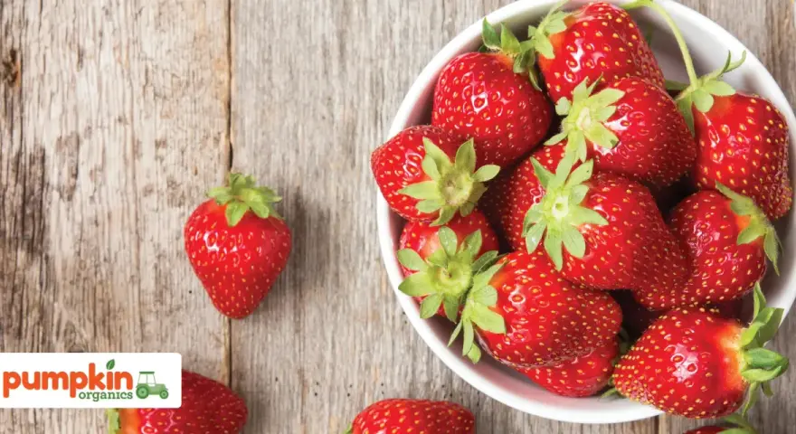 Frische, rote Erdbeeren in einer Schüssel, bereit für ein Baby-Snack.