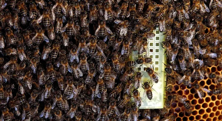 Enjambre de abejas en una pared, con una reina en el centro. Si buscas como eliminar abejas de una pared, esta imagen muestra la magnitud del problema.