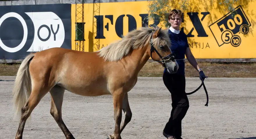 Une femme mène un cheval alezan, un **argento etalon**, devant un mur jaune avec des logos.